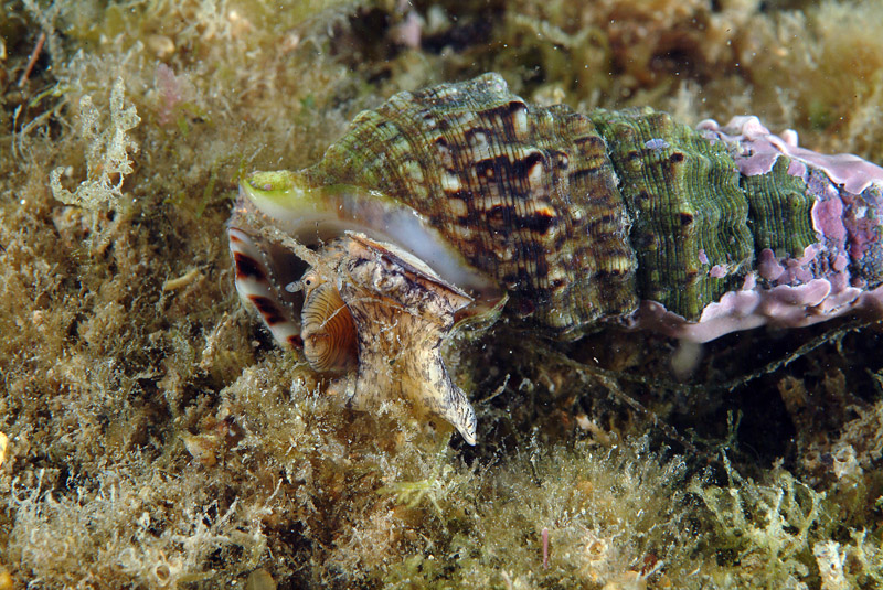 Cerithium vulgatum